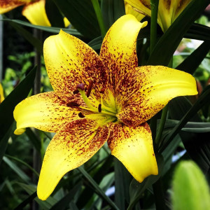 Лилия ЛА гибрид Golden Stonе (Голден Стоун)