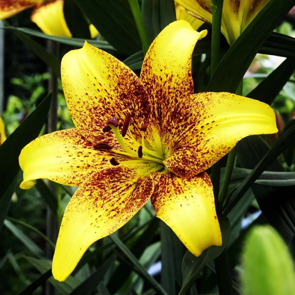 Луковицы  Лилия ЛА гибрид Golden Stonе (Голден Стоун) (3шт.)