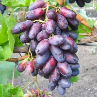 Саженцы Виноград Изюминка