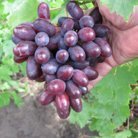 Саженцы Виноград Изюминка