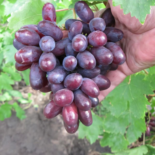 Саженцы Виноград Изюминка
