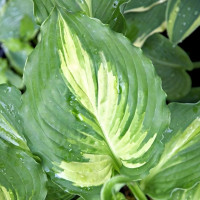 Саженцы Хоста Lakeside Paisley Print (Лэйксайд Пайсли) S