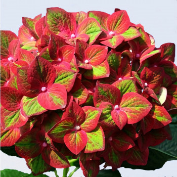 Гортензия крупнолистная Magical Greenfire (Мэджикал Гринфайр)