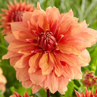 Саженцы Георгина Mango Madness