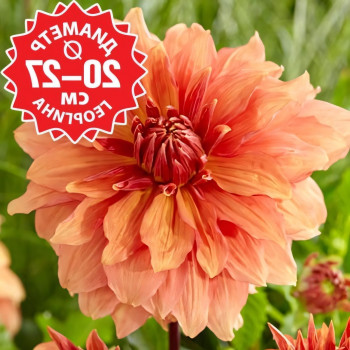 Саженцы Георгина Mango Madness