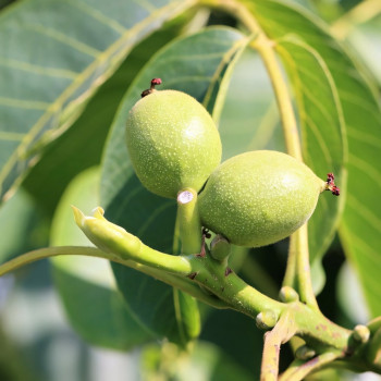 Саженцы Орех грецкий Урожайный