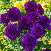 Саженцы Роза флорибунда Эбб Тайд