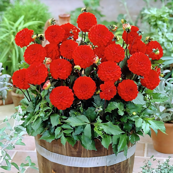 Саженцы Георгина мелоди Bolero