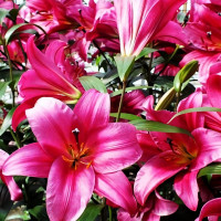 Луковицы Саженцы Лилия ОТ гибрид Purple Prince (Пурпл Принс) (3шт.)