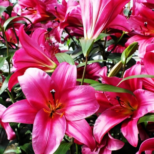  Лилия ОТ гибрид Purple Prince (Пурпл Принс)