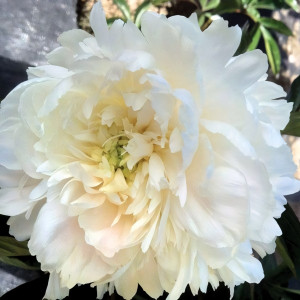 Саженцы Пион Eden's Temptation (Эденс Темптейшн)