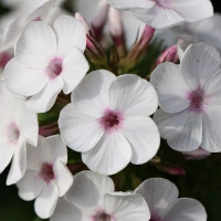 Саженцы Флокс метельчатый Miss Jill (Мисс Джилл)