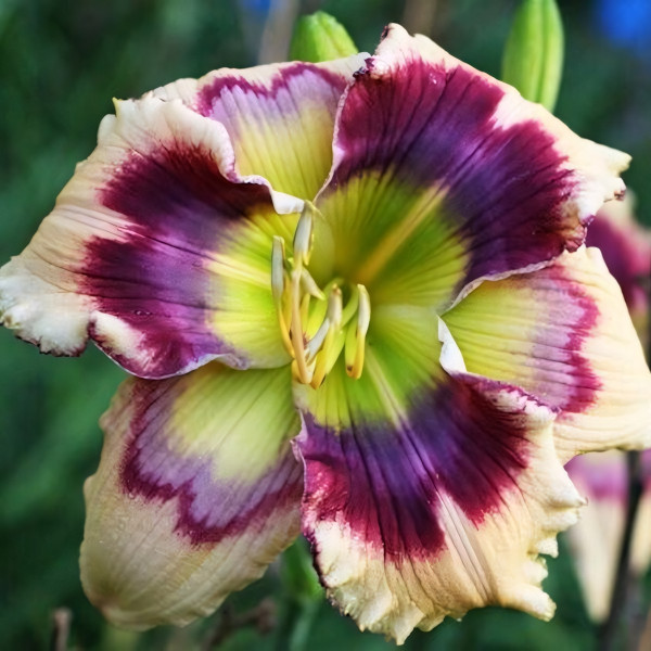 Саженцы Лилейник Printmaker (Принтмакер)