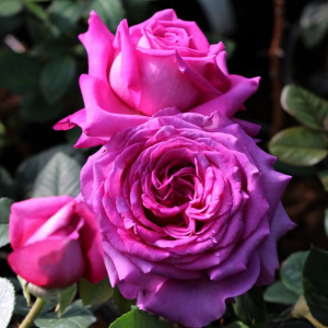 Саженцы Роза чайно-гибридная Шартрез де Парм