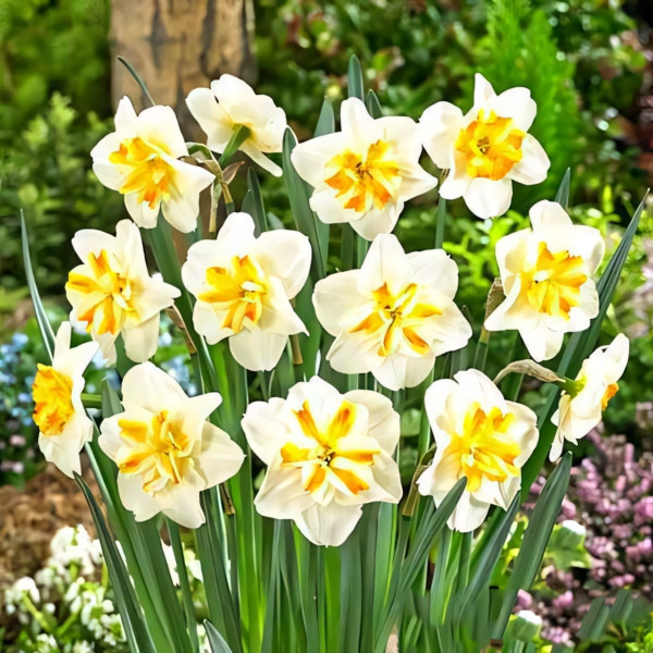 Луковицы Нарцисс мелкокорончатый Сорбет (в упаковке - 3шт.)