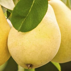 Саженцы Груша Киффер