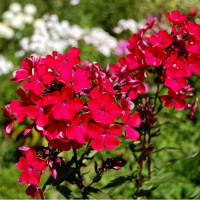 Саженцы Флокс метельчатый Starfire (Старфаер)