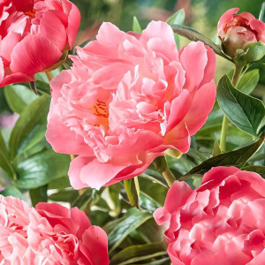 Пион Пинк Гавайан Корал