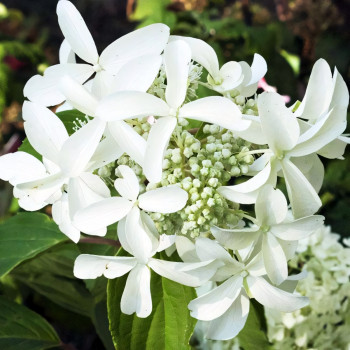 Гортензия метельчатая Great Star (Грейт Стар)