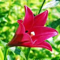 Луковицы  Лилия длинноцветковая Divine (Дивайн) (3шт.)