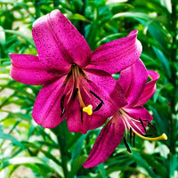 Луковицы  Лилия тигровая Purple Marble (Пурпл Марбл) (3шт.)