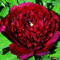 Саженцы Пион Черный Лоск