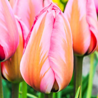 Луковицы Тюльпан Дарвина Дизайн Импрешн (в упаковке - 3шт.)