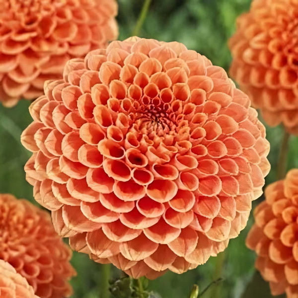 Саженцы Георгина помпонная Jowey Nicky (Джоуи Никки)