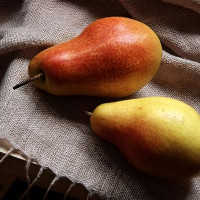 Саженцы Груша Талгарская Красавица