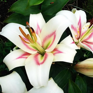  Лилия Bonbini (Бонбини)