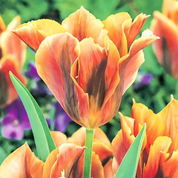 Луковицы Тюльпан зеленоцветный Голден Артист (в упаковке - 3шт.)