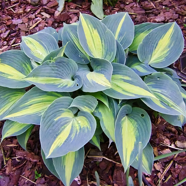 Саженцы Хоста гибридная Touch of Class (Тач оф Класс) М