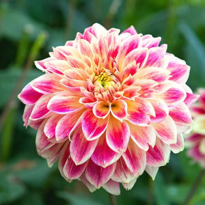 Саженцы Георгина Temple Of Beauty