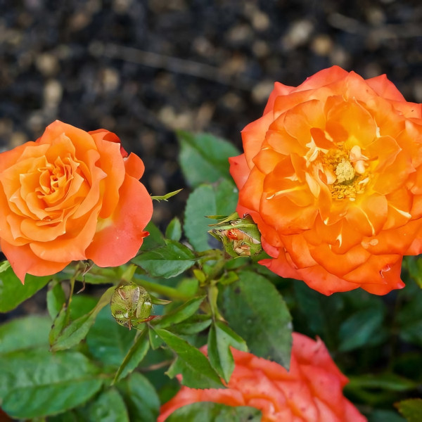 Саженцы Роза спрей Мандарин