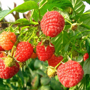 Саженцы Малина красная Таганка