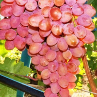 Саженцы Виноград Придорожный