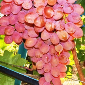 Саженцы Виноград Придорожный