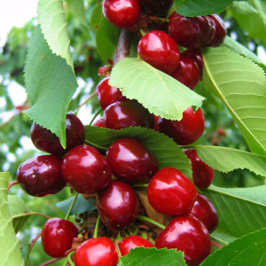 Саженцы Черешня колоновидная Квин Мери