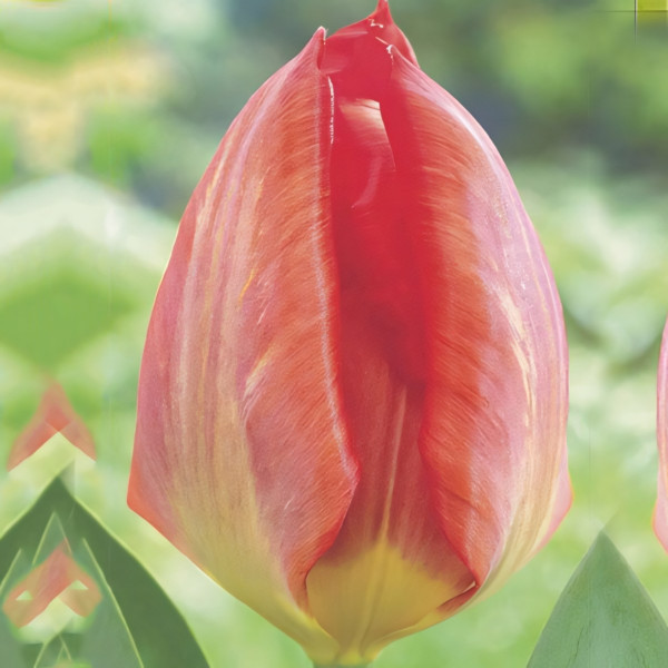 Луковицы Тюльпан Фостера Пуриссима Кинг (в упаковке - 3шт.)