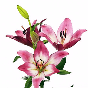  Лилия ЛА гибрид Palena (Палена)