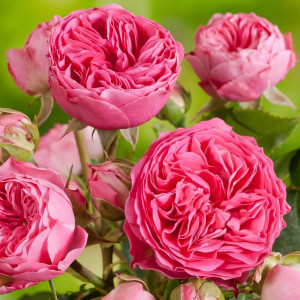 Саженцы Роза флорибунда Канди Рококо