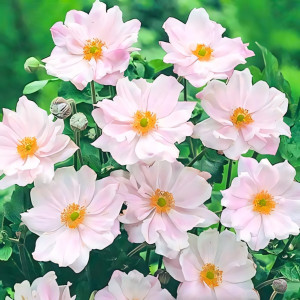 Анемона гибридная Королева Шарлотта