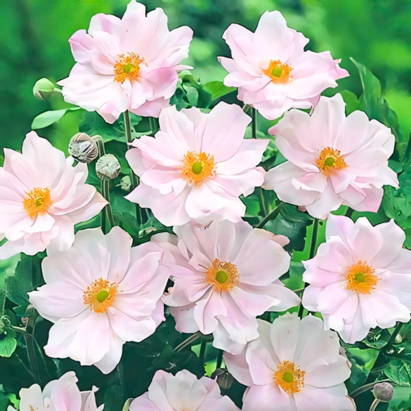 Саженец Анемона гибридная Королева Шарлотта