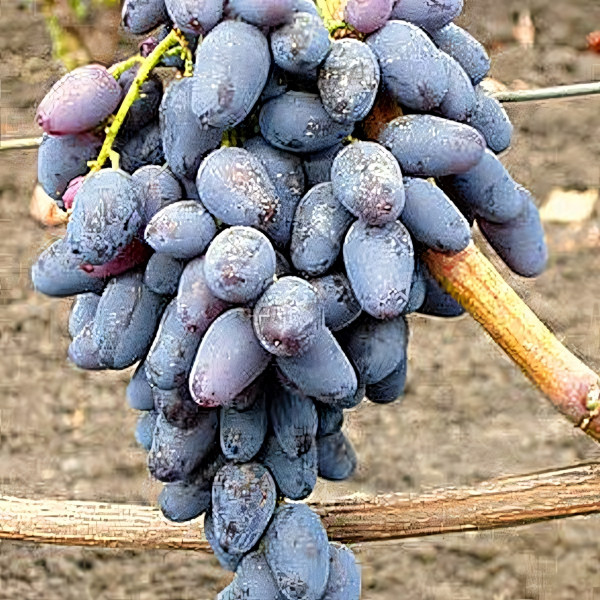 Саженцы Виноград Памяти Негруля