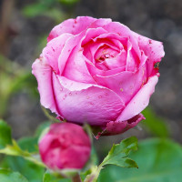 Саженцы Роза чайно-гибридная Огюст Ренуар