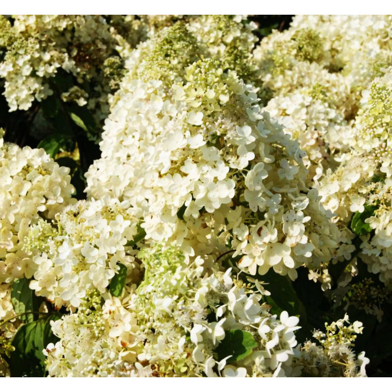 Саженец Гортензия метельчатая Grandiflora