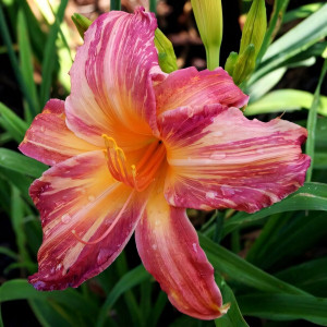 Саженцы Лилейник Pink Stripes (Пинк Страйпс)