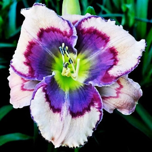 Саженцы Лилейник Celtic Butterfly (Келтик Баттерфлай)