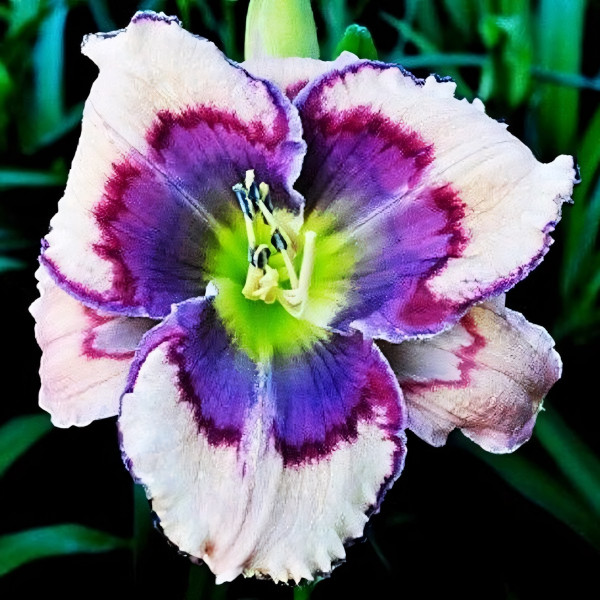 Саженцы Лилейник Celtic Butterfly (Келтик Баттерфлай)