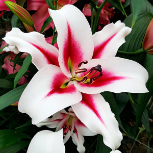  Лилия ОТ гибрид Gaucho (Гаучо)